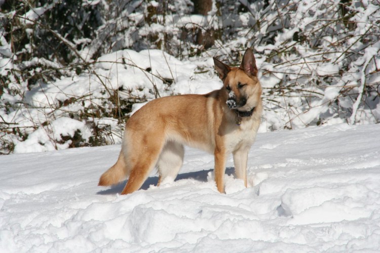 Чинук собака