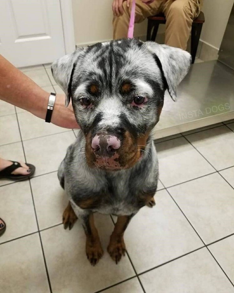 Сенбернар и золотистый ретривер