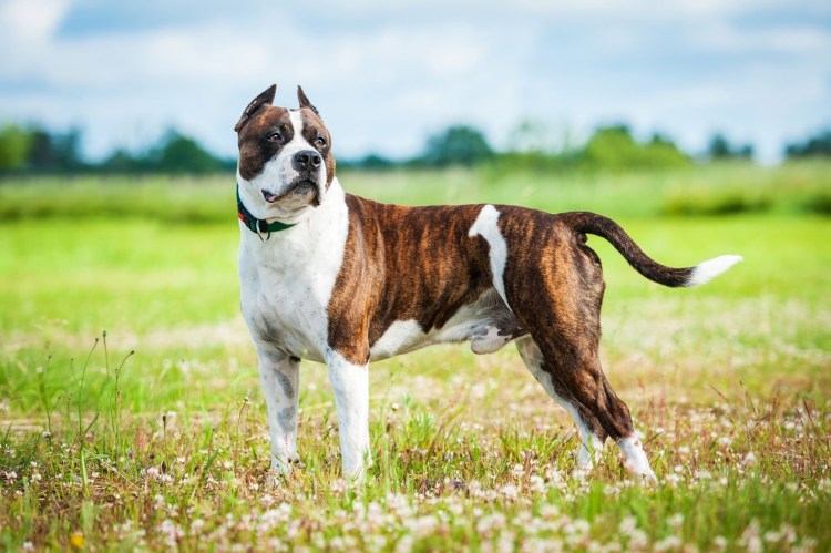 Ротвейлер с витилиго