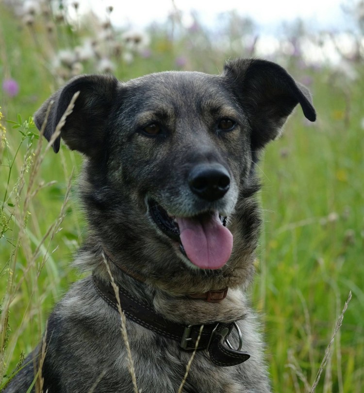 Смесь хаски и золотистого ретривера