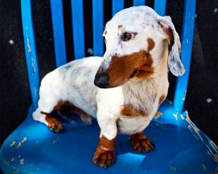 Собаки в тундре