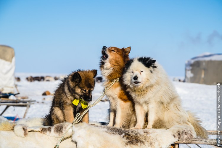 Лабрадор ретривер породы собак