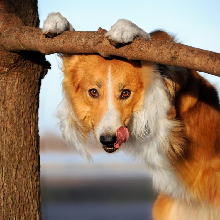 Басенджи Африканская нелающая