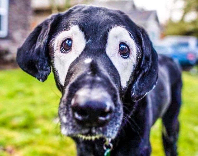 Витилиго у лабрадоров