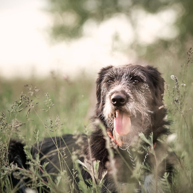Корги пудель