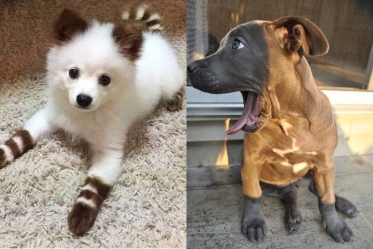 Необычные окрасы собак