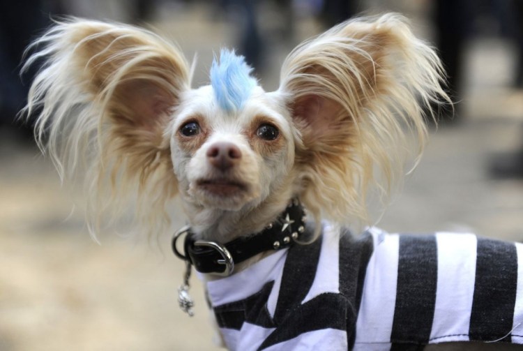 Сутулая овчарка