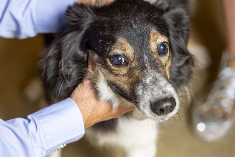 Смешанные собаки