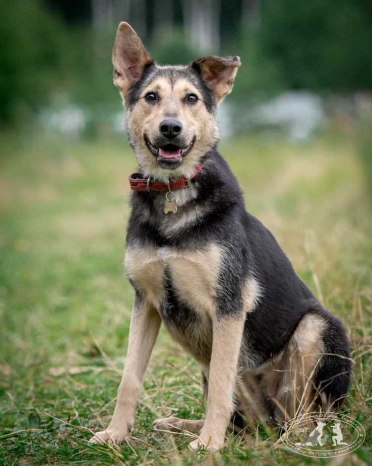 Венгерская овчарка пули