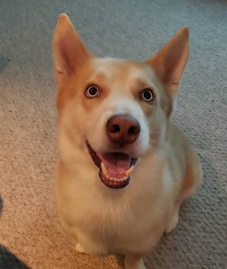 Порода собак дворняжка