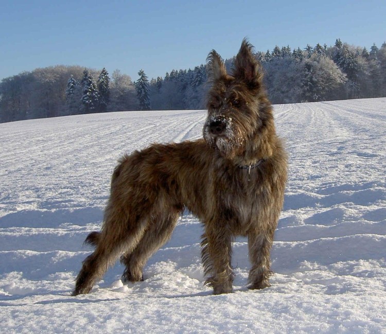 Командор Бедлингтон-терьер