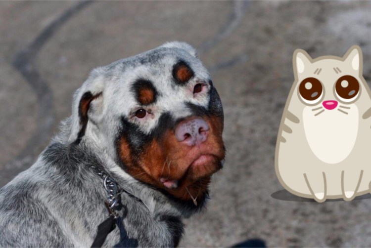 Ротвейлер альбинос