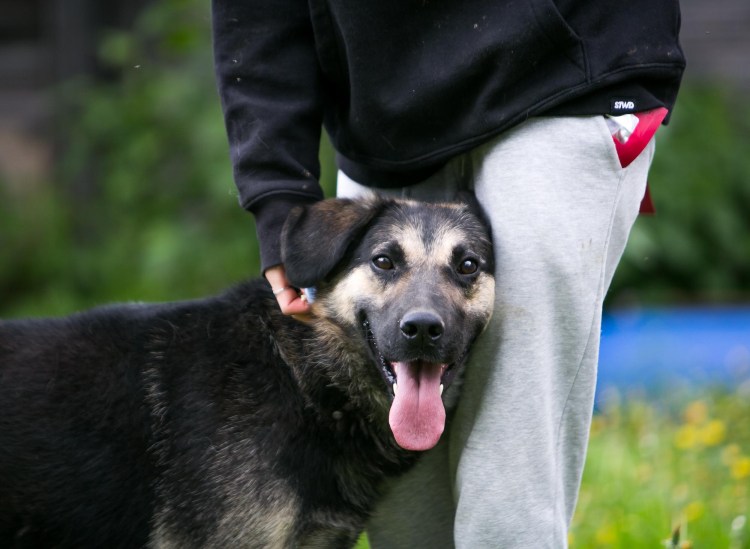 Инстинкты собак