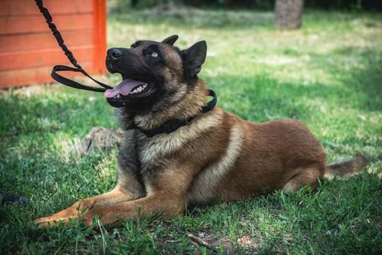 Мальтийский бульдог кадебо