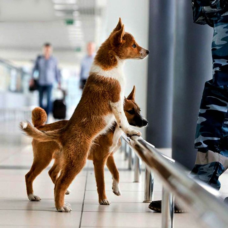 Метисы собачьих пород
