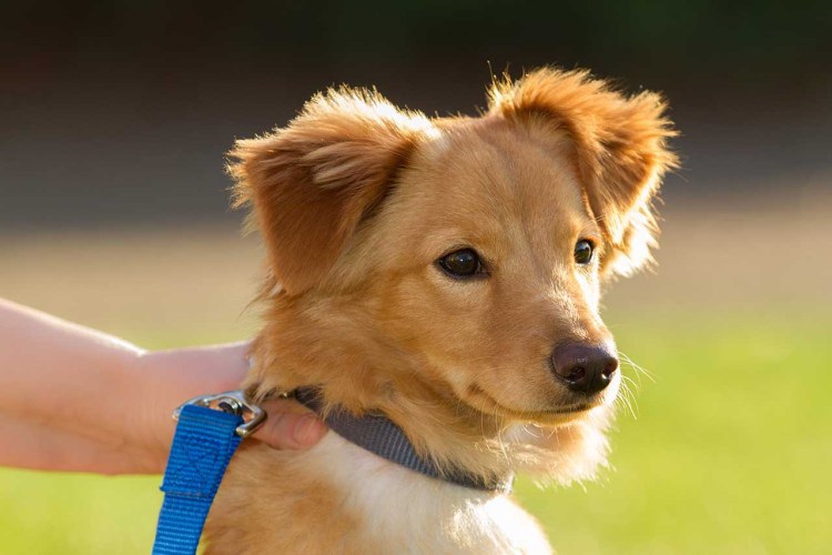 Бродячие собаки нападают на людей