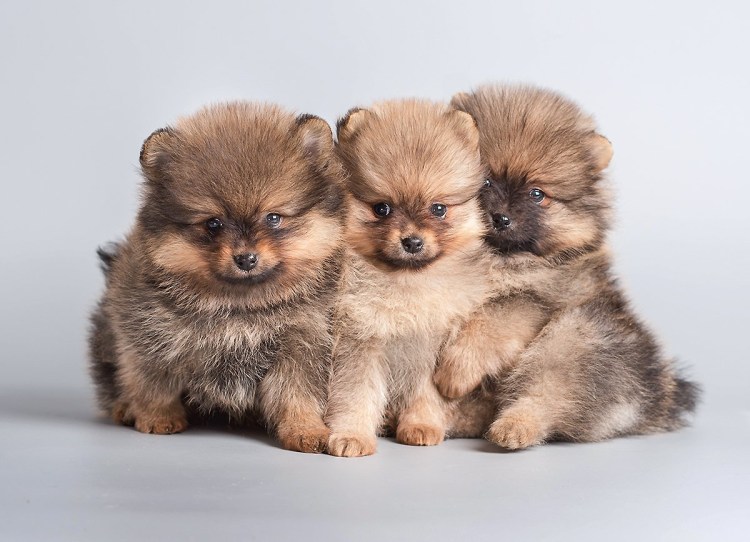 Померанский шпиц кутенок