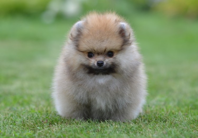 Американский шпиц карликовый