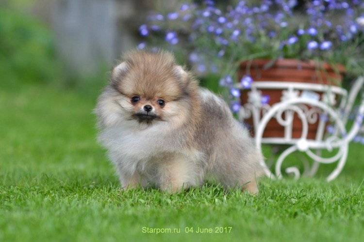 Померанский Пуппи