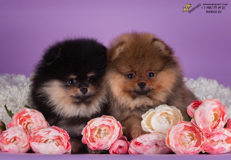 Шпиц померанский карликовый