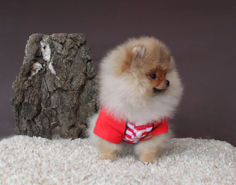 Померанский шпиц бо