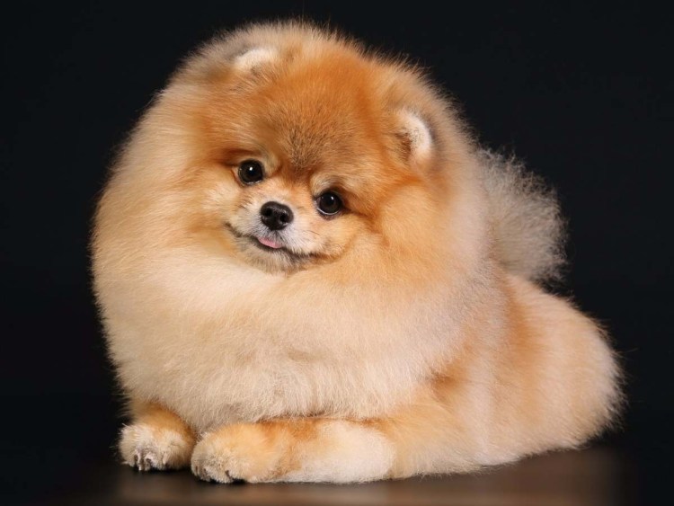 Померанский шпиц