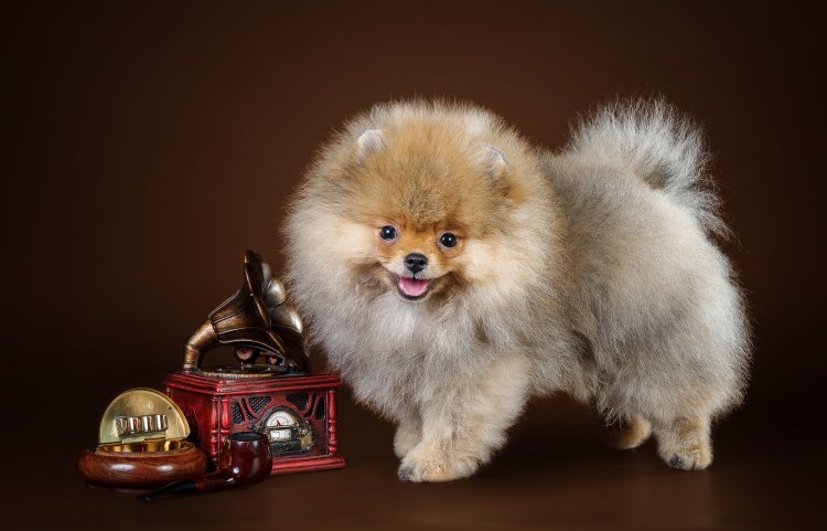 Шпиц померанский карликовый