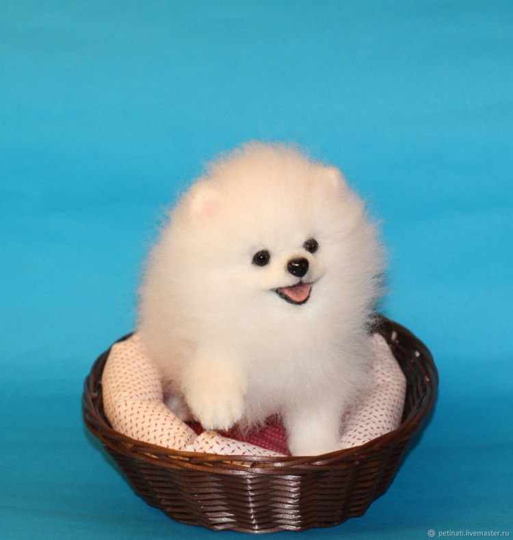 Померанский шпиц Teacup.