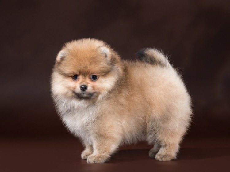 Померанский шпиц щеночек