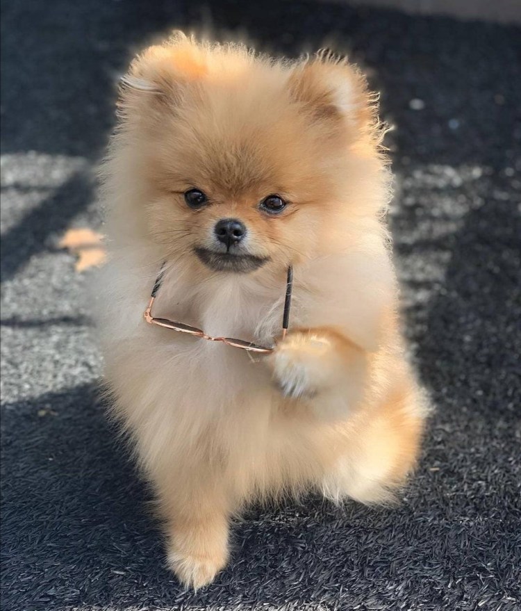 Померанский шпиц