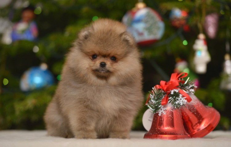 Померанский шпиц кутенок