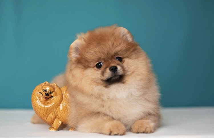 Королевский карликовый шпиц