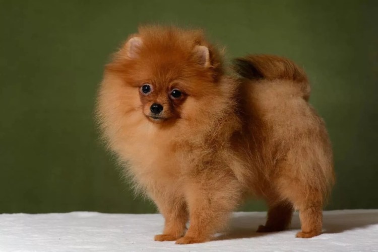 Померанский шпиц породы собак