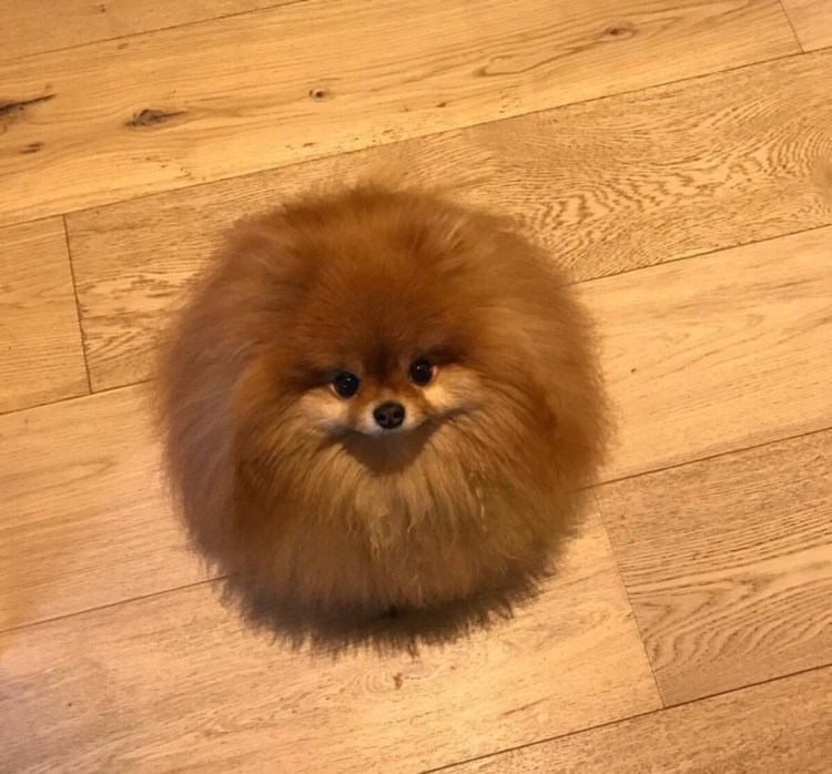 Померанский шпиц БОО