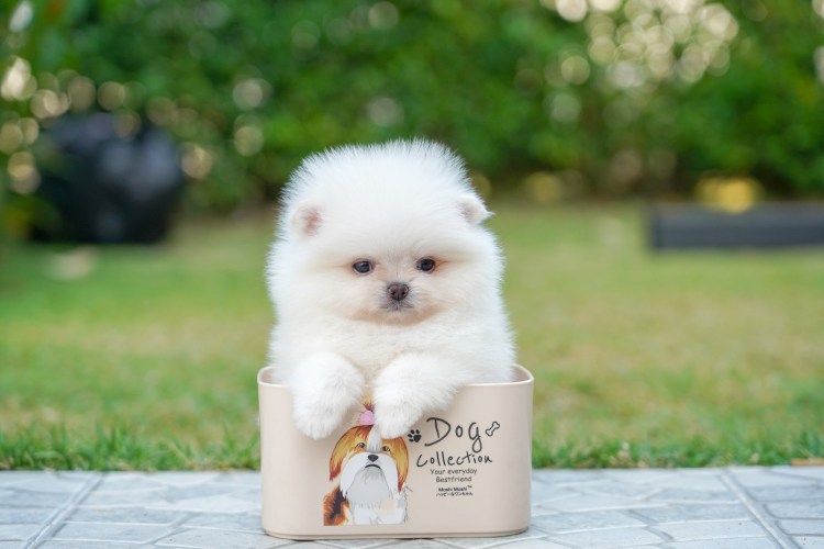 Померанский шпиц милашка