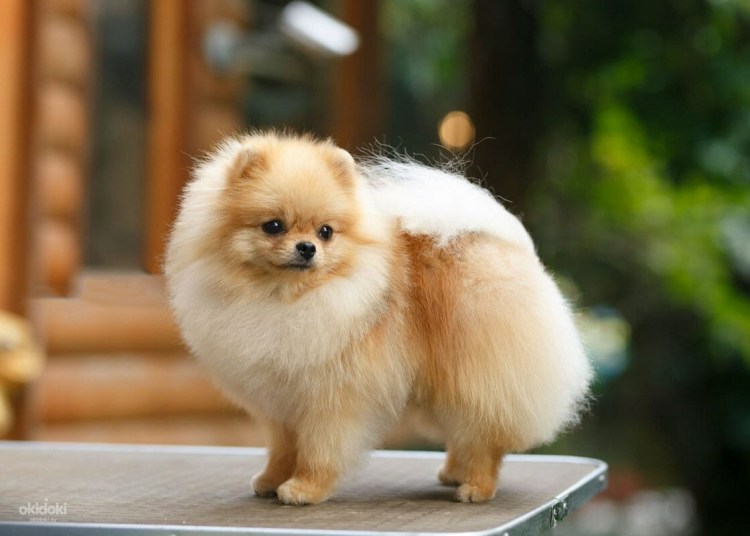 Померанский шпиц кутенок