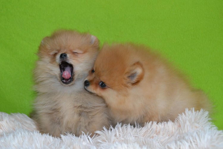 Шпиц померанец