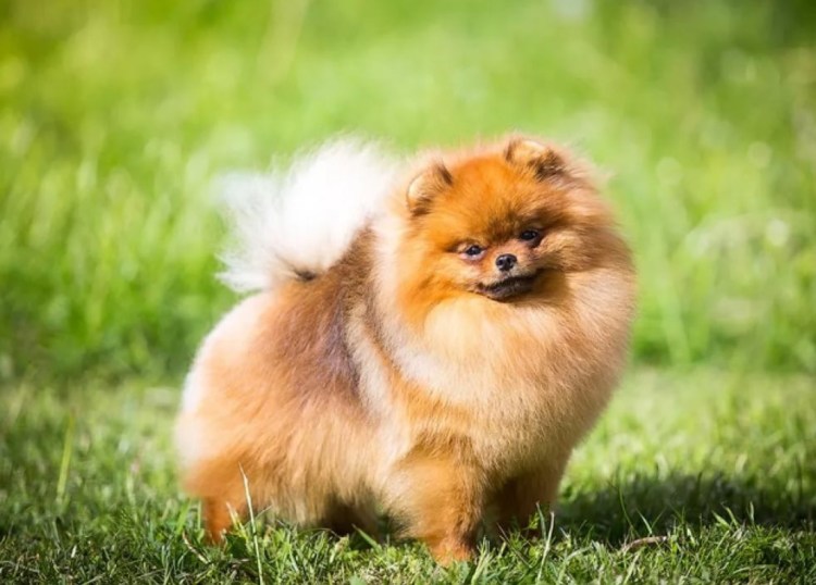 Померанский шпиц