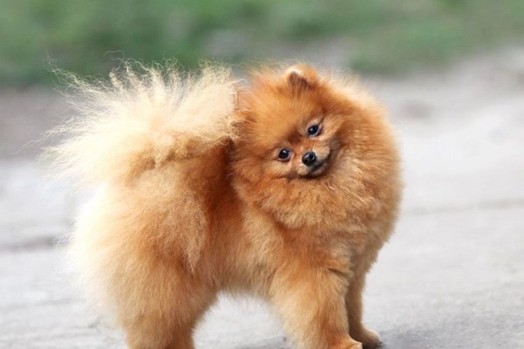 Померанский шпиц