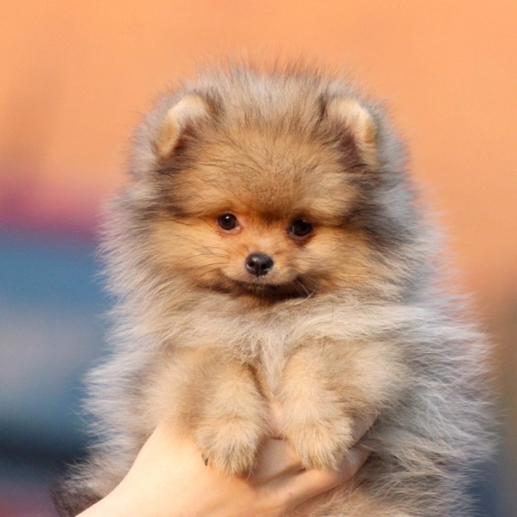 Померанский шпиц мини