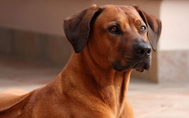 Риджбек собака Родезийский