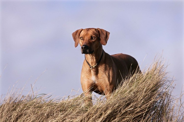 Родезийский риджбек щенки