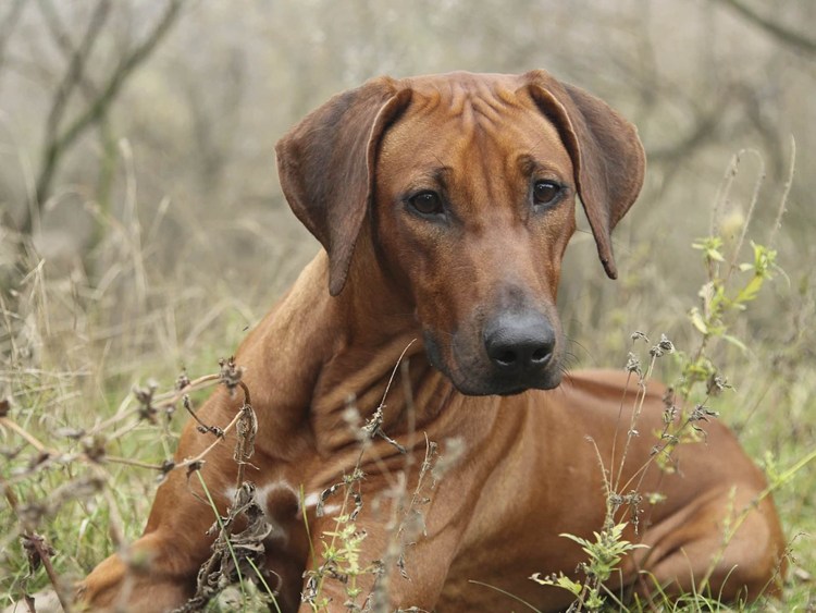 Риджбек Родезийский рыжий
