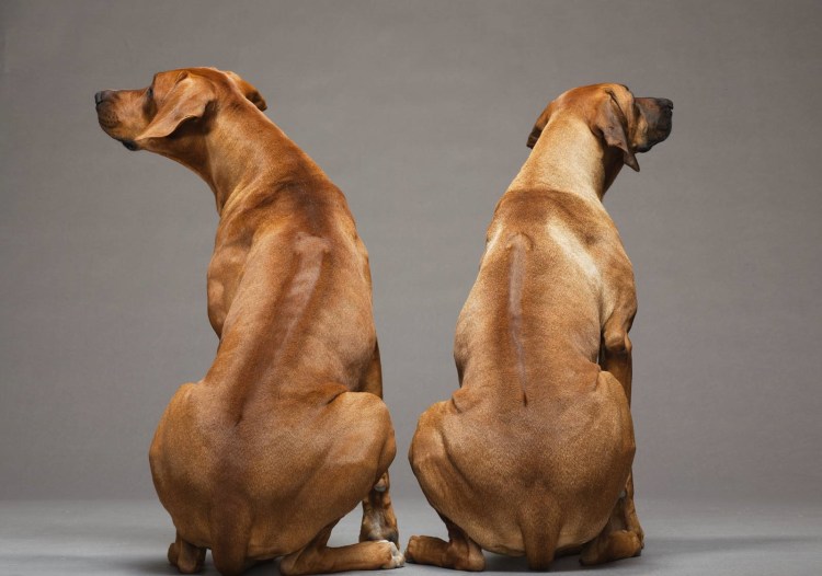 Рич собака риджбек