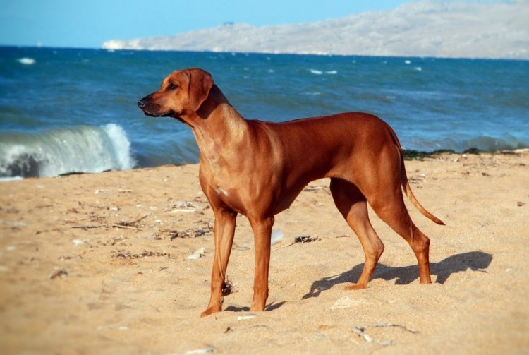 Родезийский риджбек