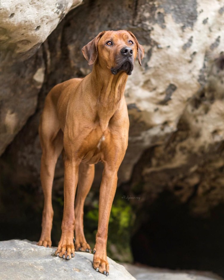 Родезийский риджбек