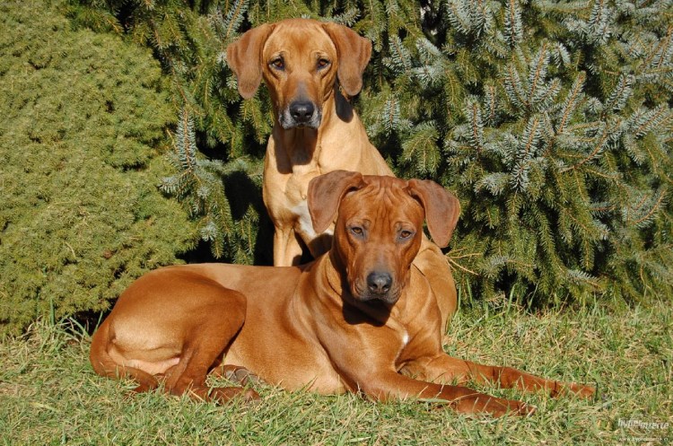 Прайд порода собак