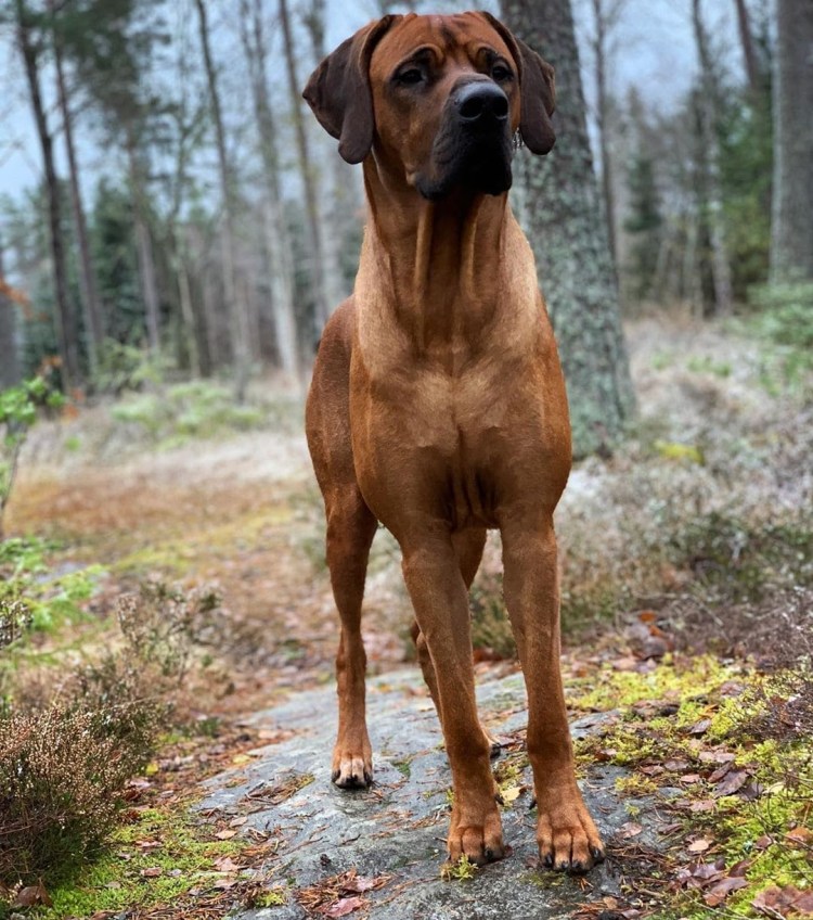 Родезийский риджбек рост