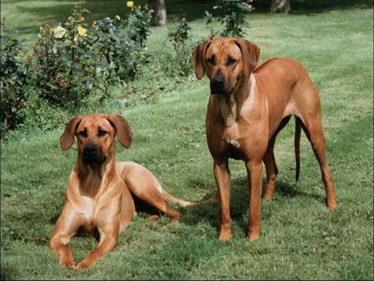 Африканская собака риджбек