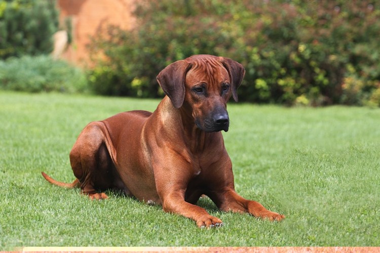 Венгерская выжла и Родезийский риджбек